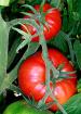 /286px_Tomatoes_on_the_bush.jpg